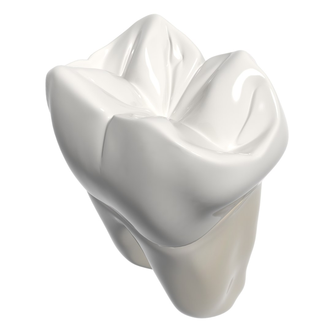3d Second Molar Model