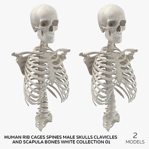 3D Human Rib Cages Spines Male Skulls Clavicles and Scapula Bones White Collection 01 - 2 models model