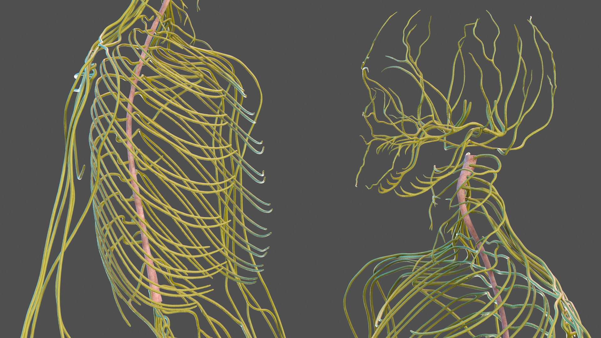 male body anatomy internal 3D model https://p.turbosquid.com/ts-thumb/JG/7OqRdx/1n/malebodyanatomycollectionc4dmodel122/jpg/1611549079/1920x1080/fit_q87/a1874503a97b86f9d376177b21f574752963d1b2/malebodyanatomycollectionc4dmodel122.jpg
