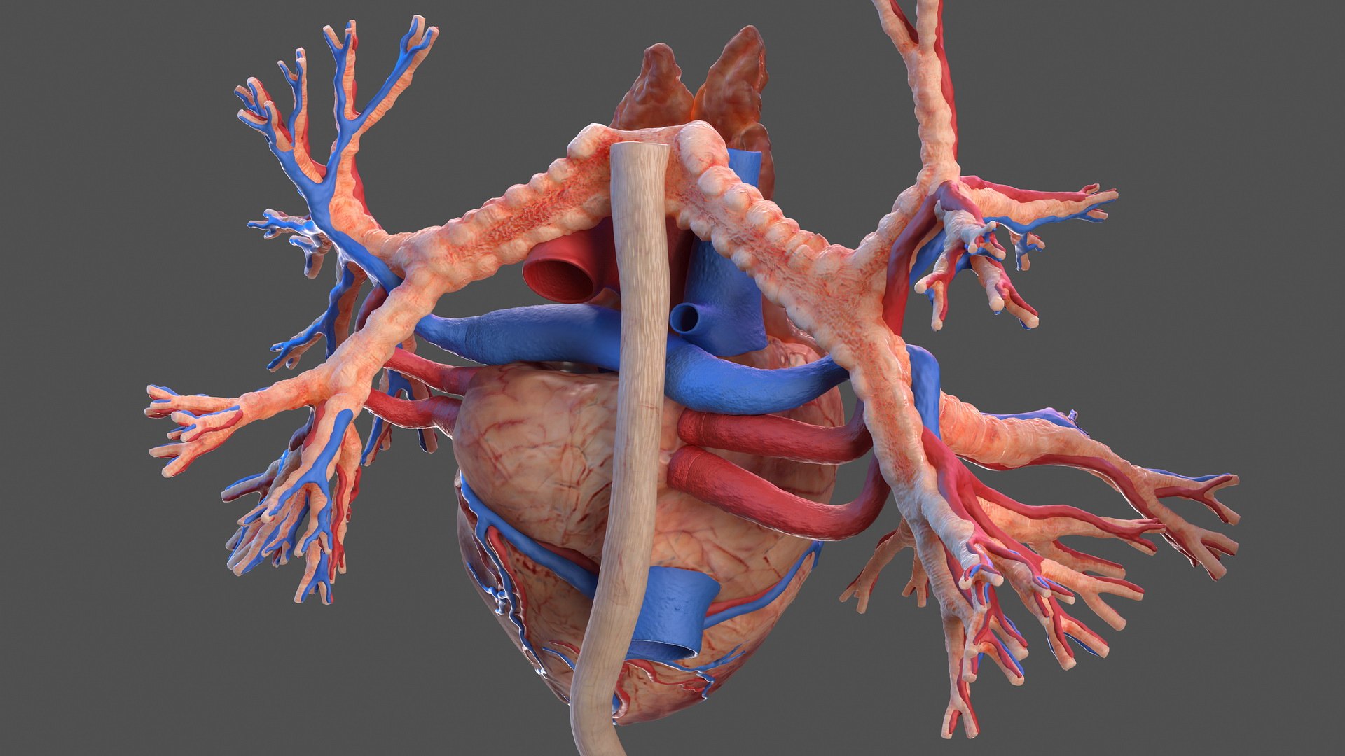 male body anatomy internal 3D model https://p.turbosquid.com/ts-thumb/JG/7OqRdx/2Y/malebodyanatomycollectionc4dmodel036/jpg/1611548981/1920x1080/fit_q87/06bbdb9dada678ab0582ceb698d6d7895c64d303/malebodyanatomycollectionc4dmodel036.jpg