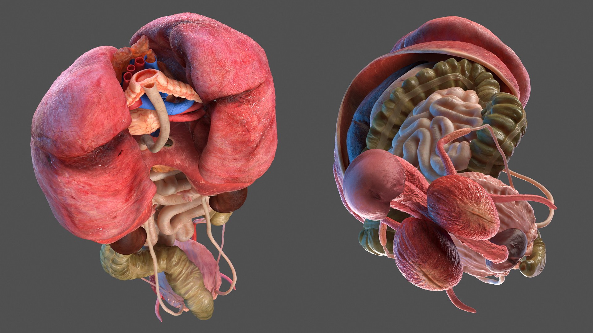 male body anatomy internal 3D model https://p.turbosquid.com/ts-thumb/JG/7OqRdx/6G/malebodyanatomycollectionc4dmodel015/jpg/1611548959/1920x1080/fit_q87/4918f93ada214efa968686ea3da1ca4a4159c772/malebodyanatomycollectionc4dmodel015.jpg