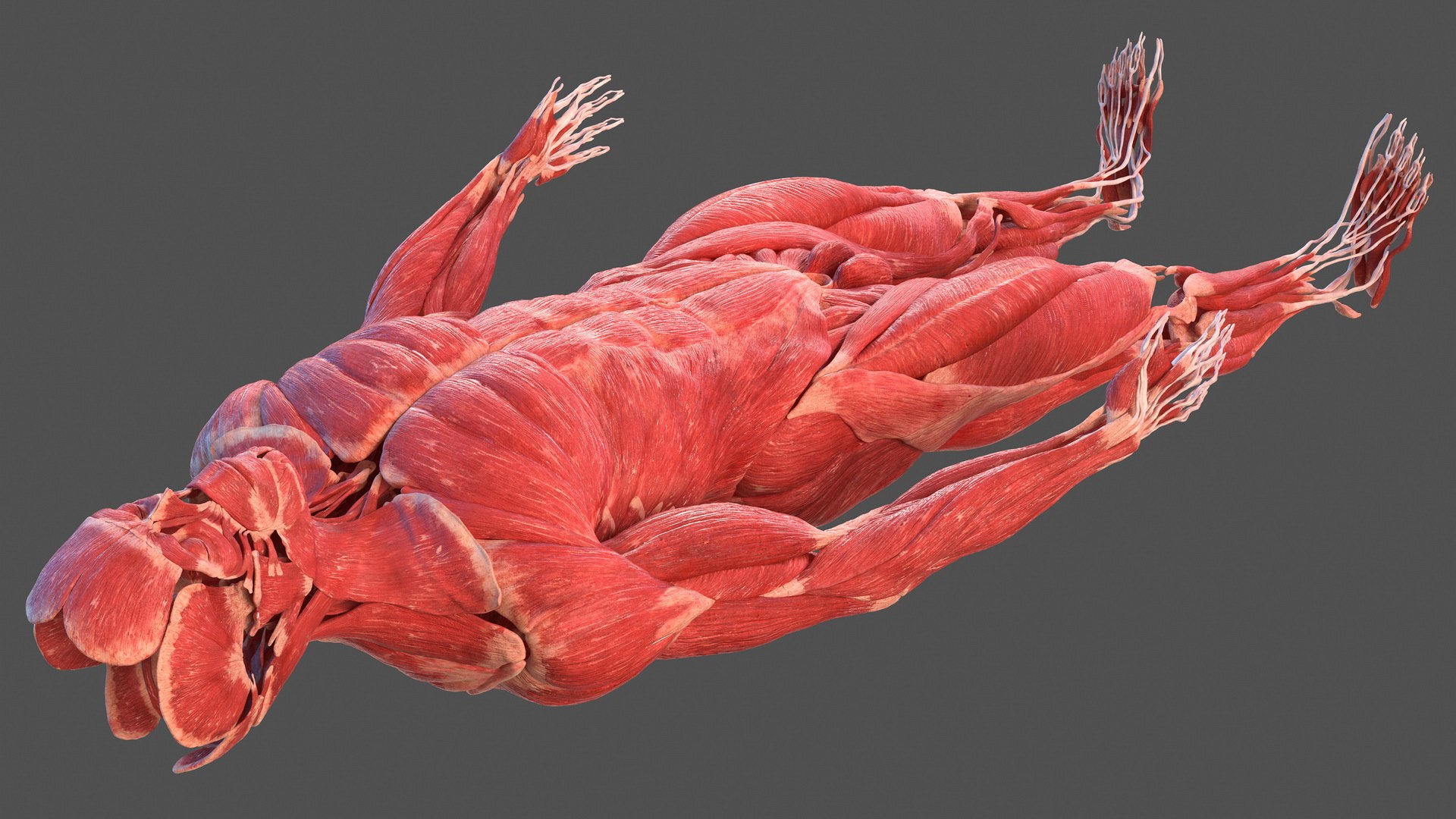 male body anatomy internal 3D model https://p.turbosquid.com/ts-thumb/JG/7OqRdx/AU/malebodyanatomycollectionc4dmodel117/jpg/1611549074/1920x1080/fit_q87/e8fb28daa7a64028673a39a1c5b63ac38cb7deb2/malebodyanatomycollectionc4dmodel117.jpg