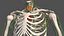 Kolekcja męskiej anatomii ciała