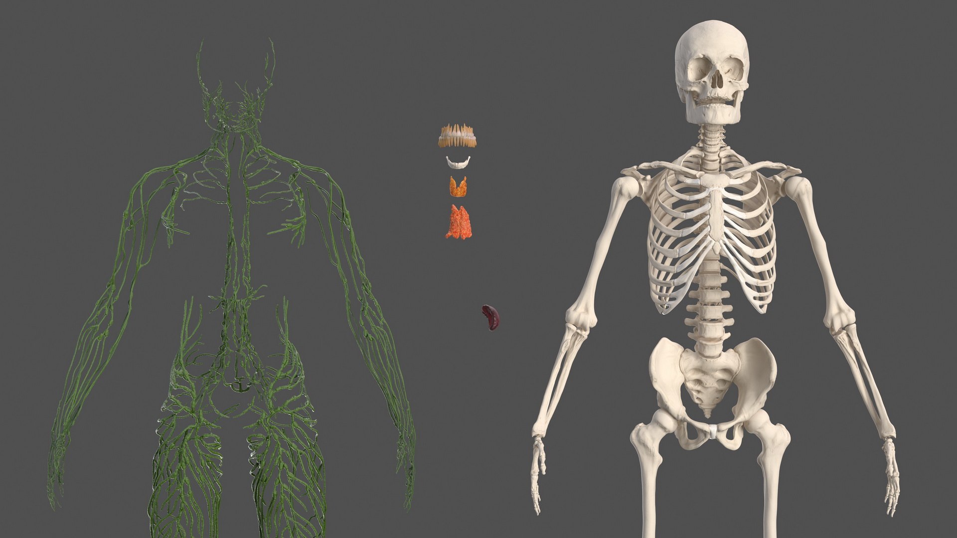 male body anatomy internal 3D model https://p.turbosquid.com/ts-thumb/JG/7OqRdx/DL/malebodyanatomycollectionc4dmodel049/jpg/1611548993/1920x1080/fit_q87/f815e2939bdad6cd6b9fc65e78eb46fc292cfee5/malebodyanatomycollectionc4dmodel049.jpg