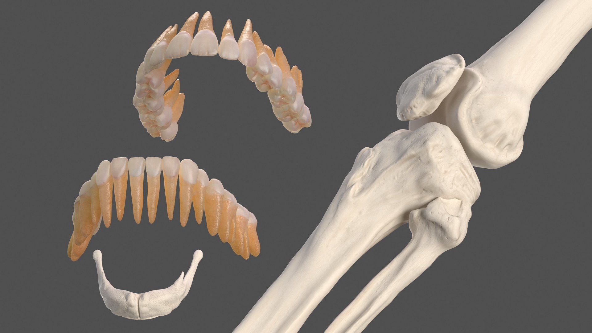 male body anatomy internal 3D model https://p.turbosquid.com/ts-thumb/JG/7OqRdx/E8/malebodyanatomycollectionc4dmodel070/jpg/1611549032/1920x1080/fit_q87/ff448a5c228e23177bec44aea7cc0bcd421cfa96/malebodyanatomycollectionc4dmodel070.jpg
