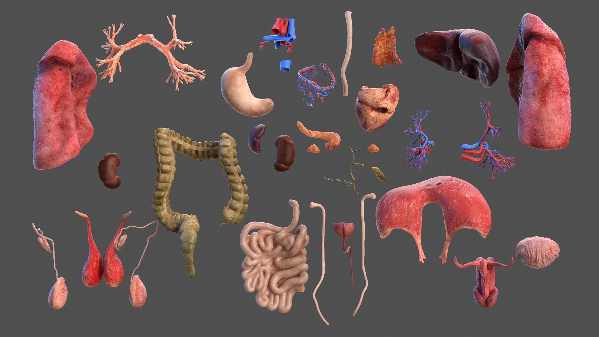 male body anatomy internal 3D model https://p.turbosquid.com/ts-thumb/JG/7OqRdx/Eg/malebodyanatomycollectionc4dmodel005/jpg/1611548947/1920x1080/fit_q87/1bcc64d81bc5fd47178cc4c2f72fd674b5144304/malebodyanatomycollectionc4dmodel005.jpg