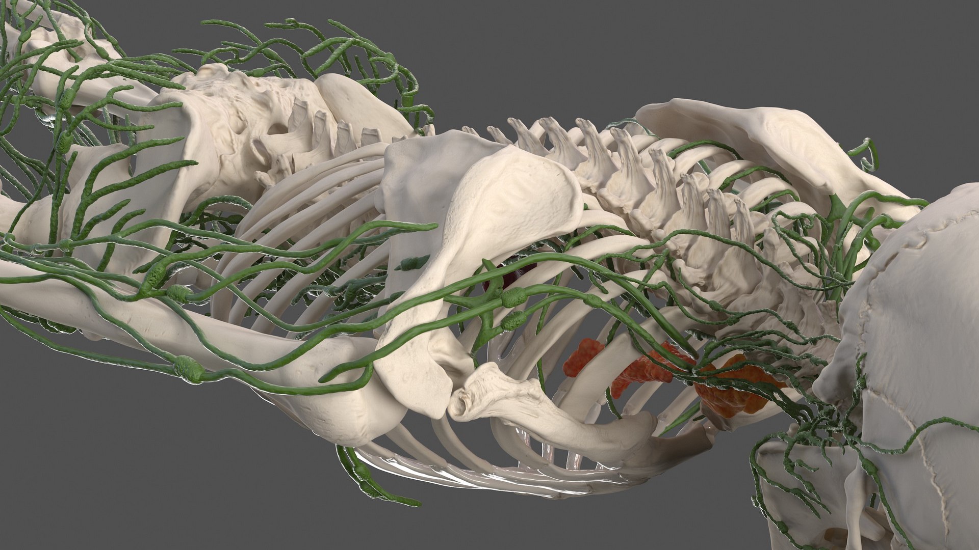 male body anatomy internal 3D model https://p.turbosquid.com/ts-thumb/JG/7OqRdx/Ey/malebodyanatomycollectionc4dmodel053/jpg/1611549007/1920x1080/fit_q87/58c1c29d8b94b0733e44eaf01d0fdc4695b88ab3/malebodyanatomycollectionc4dmodel053.jpg