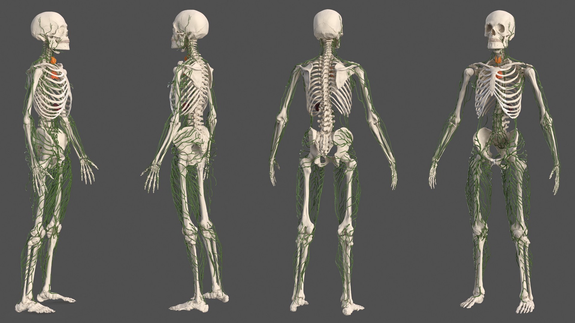 male body anatomy internal 3D model https://p.turbosquid.com/ts-thumb/JG/7OqRdx/HO/malebodyanatomycollectionc4dmodel037/jpg/1611548980/1920x1080/fit_q87/2542fe9dff2633806a98d483f08baadb14a6a017/malebodyanatomycollectionc4dmodel037.jpg