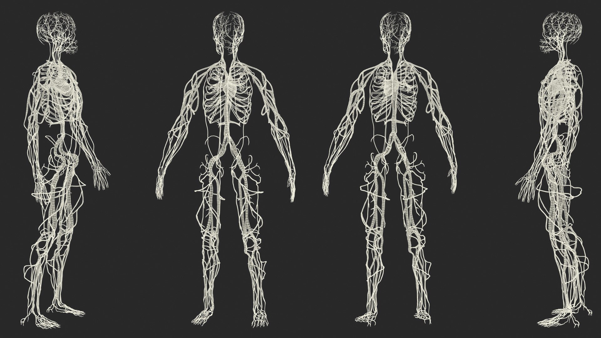 male body anatomy internal 3D model https://p.turbosquid.com/ts-thumb/JG/7OqRdx/IM/malebodyanatomycollectionc4dmodel129/jpg/1611549086/1920x1080/fit_q87/91a3212c3476a404a6dbfb9c559a521b5f4de34d/malebodyanatomycollectionc4dmodel129.jpg