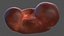 Kolekcja męskiej anatomii ciała