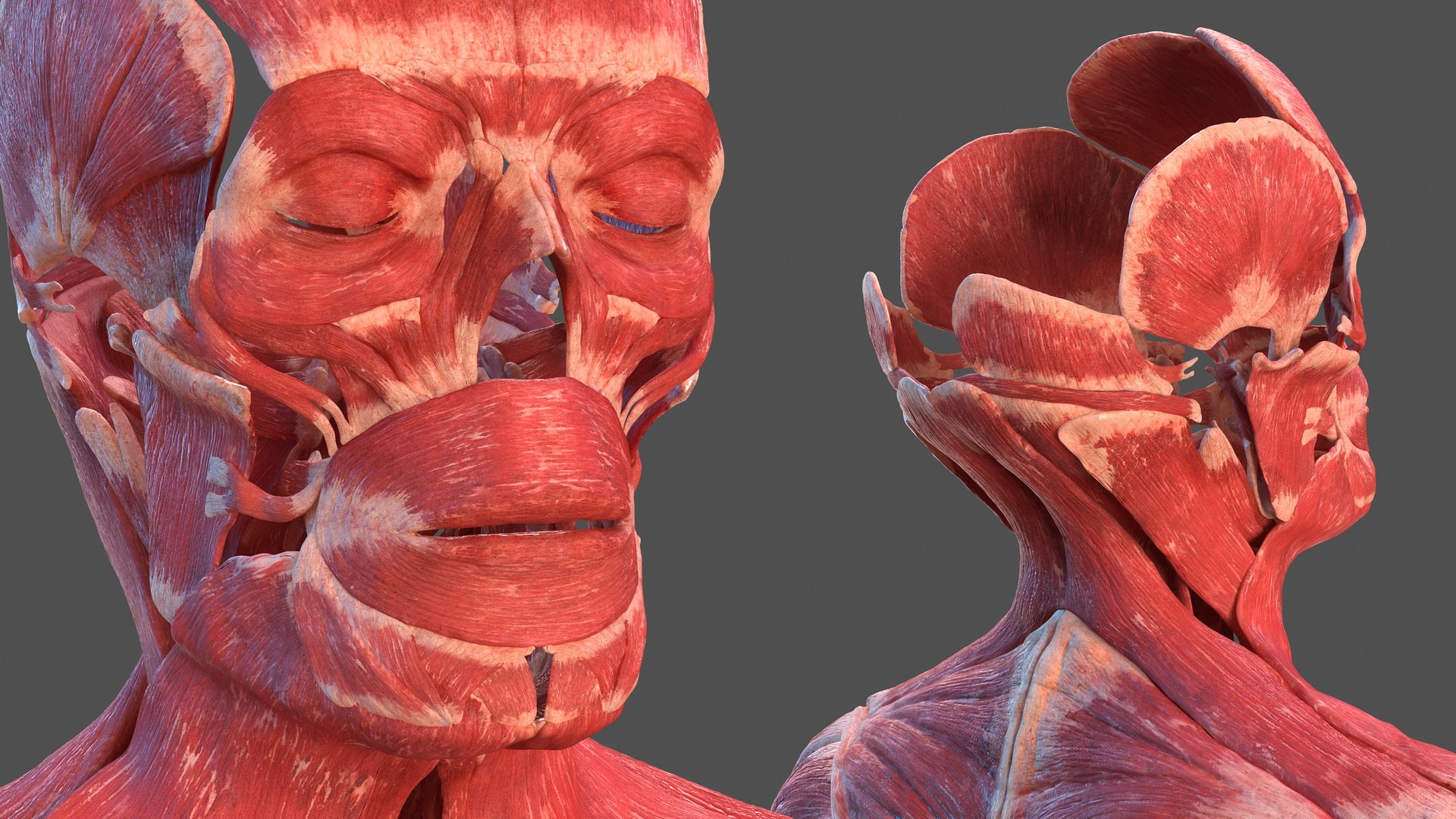male body anatomy internal 3D model https://p.turbosquid.com/ts-thumb/JG/7OqRdx/Ld/malebodyanatomycollectionc4dmodel109/jpg/1611549066/1920x1080/fit_q87/0966163b31ecc7b01966e9e1bd9ded94a6699b00/malebodyanatomycollectionc4dmodel109.jpg