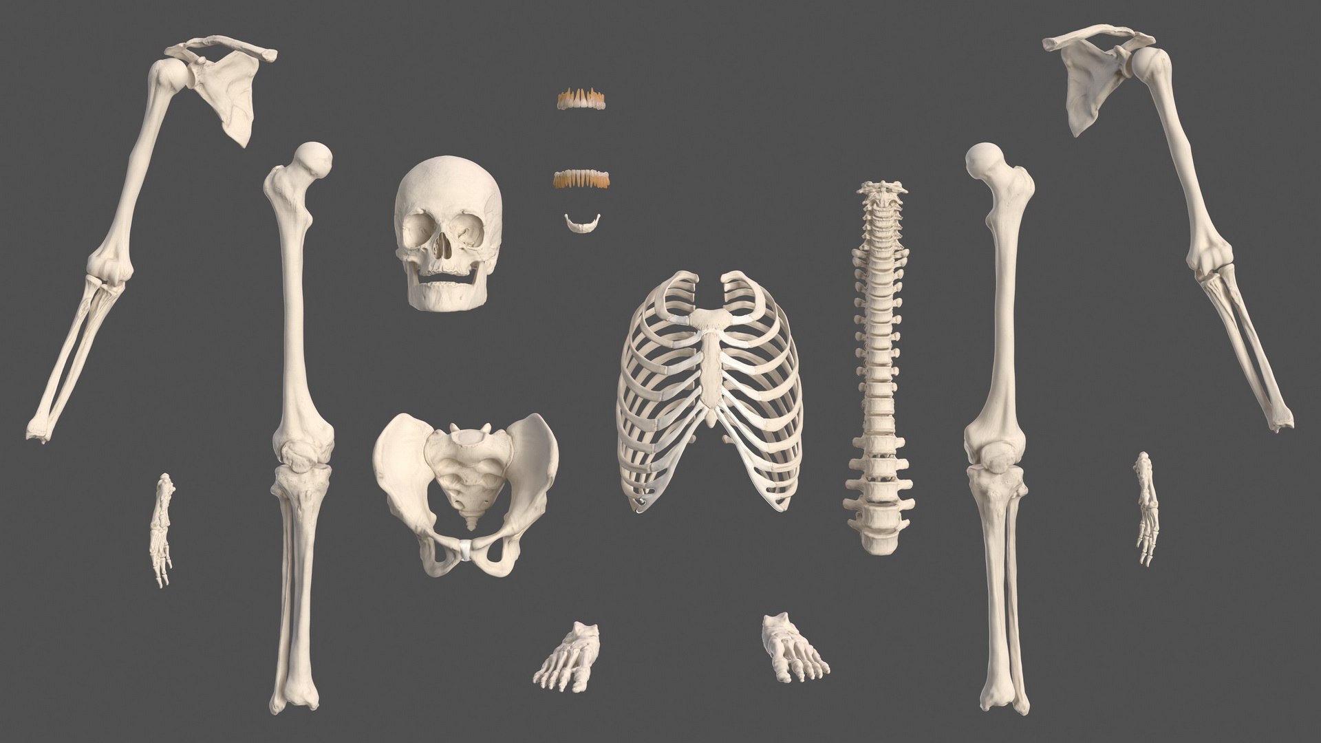 male body anatomy internal 3D model https://p.turbosquid.com/ts-thumb/JG/7OqRdx/NR/malebodyanatomycollectionc4dmodel039/jpg/1611548985/1920x1080/fit_q87/987b64c754633053bc73c3724fb5037499ba57bc/malebodyanatomycollectionc4dmodel039.jpg