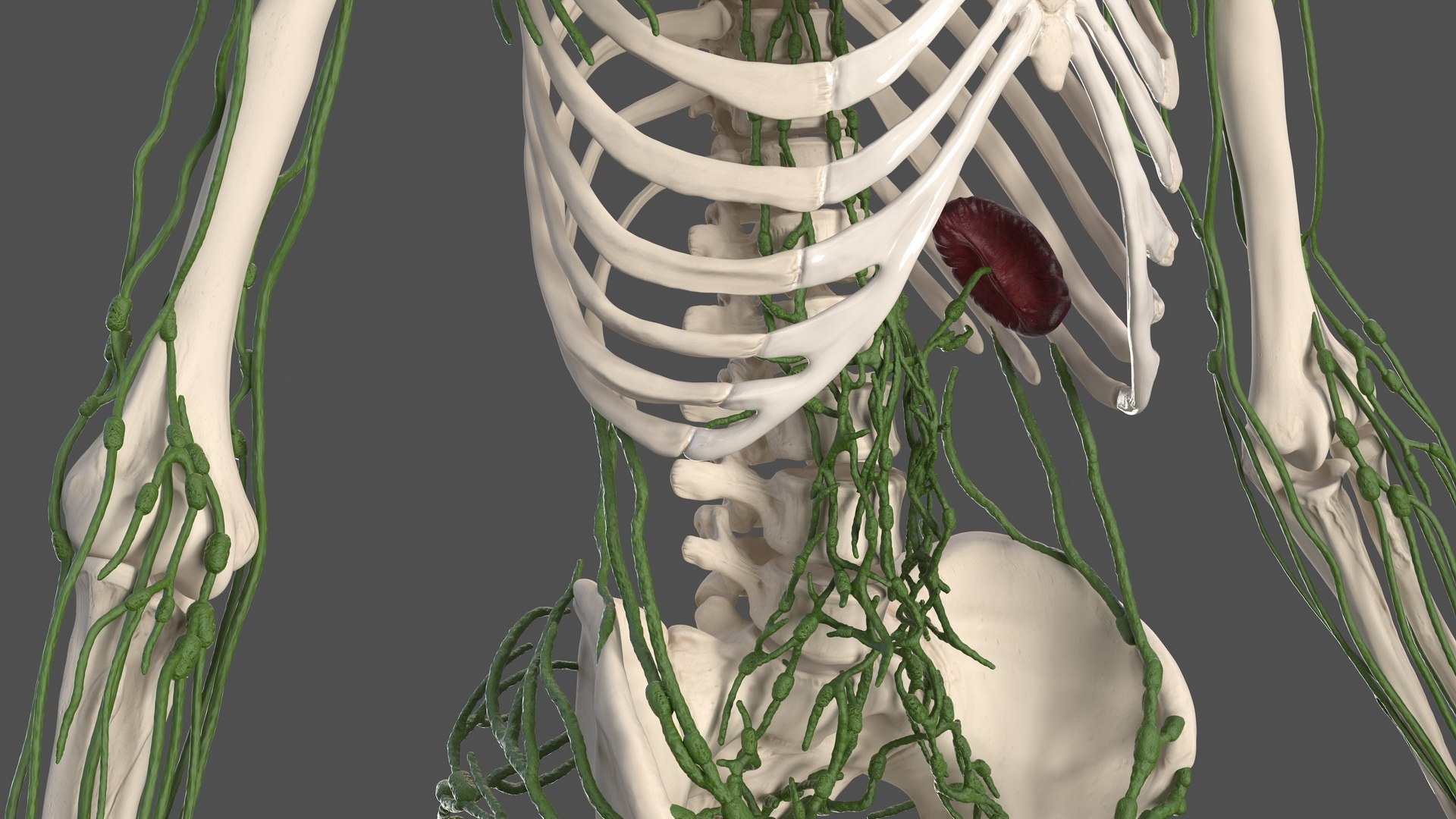 male body anatomy internal 3D model https://p.turbosquid.com/ts-thumb/JG/7OqRdx/PY/malebodyanatomycollectionc4dmodel052/jpg/1611548996/1920x1080/fit_q87/17f6c58ac140a939fd8edb021b174a2cdda6c3ce/malebodyanatomycollectionc4dmodel052.jpg