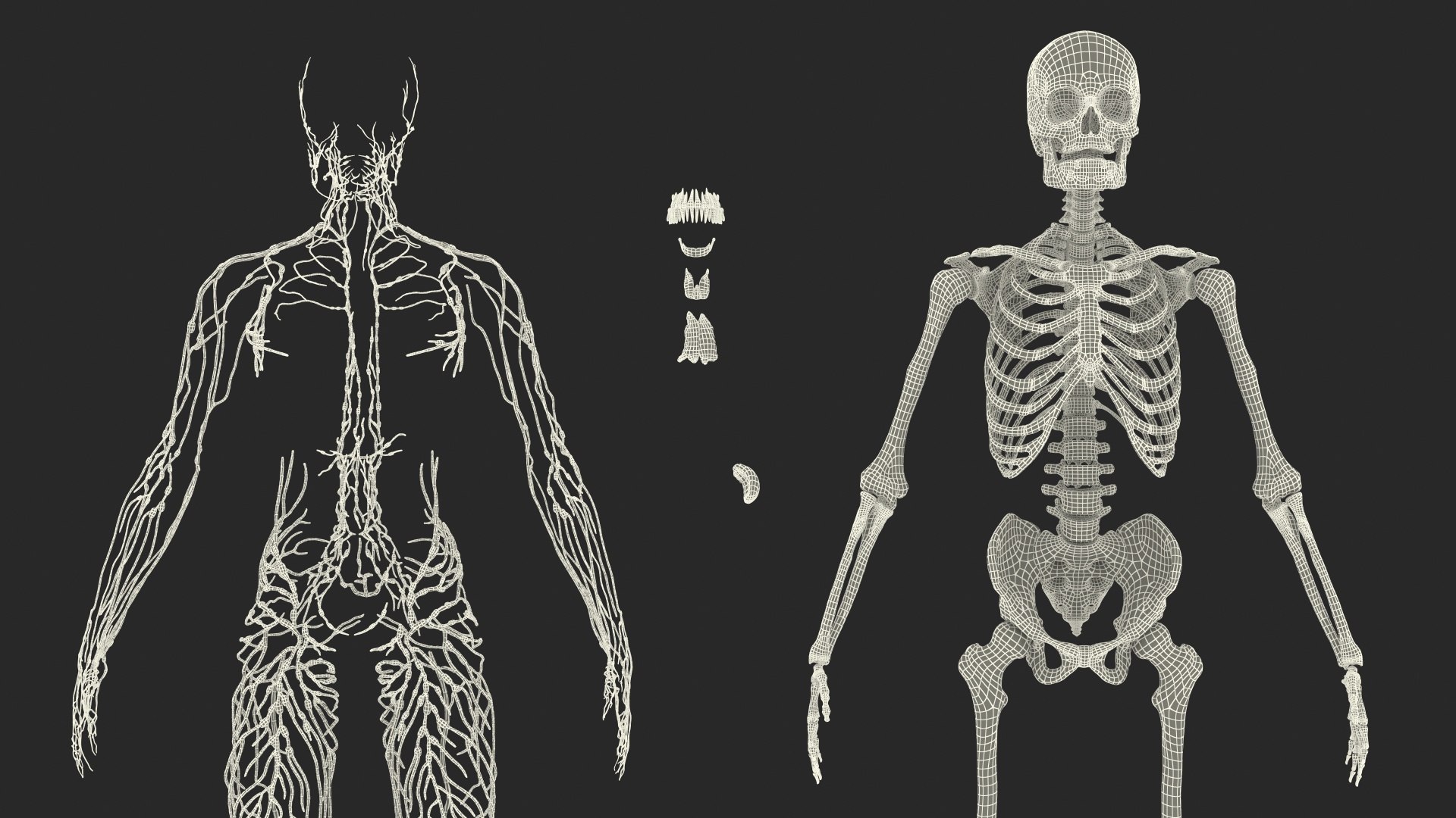 male body anatomy internal 3D model https://p.turbosquid.com/ts-thumb/JG/7OqRdx/Pe/malebodyanatomycollectionc4dmodel127/jpg/1611549084/1920x1080/fit_q87/58772c1b3c1c65cd842fd810ddc59e8f056a37cb/malebodyanatomycollectionc4dmodel127.jpg