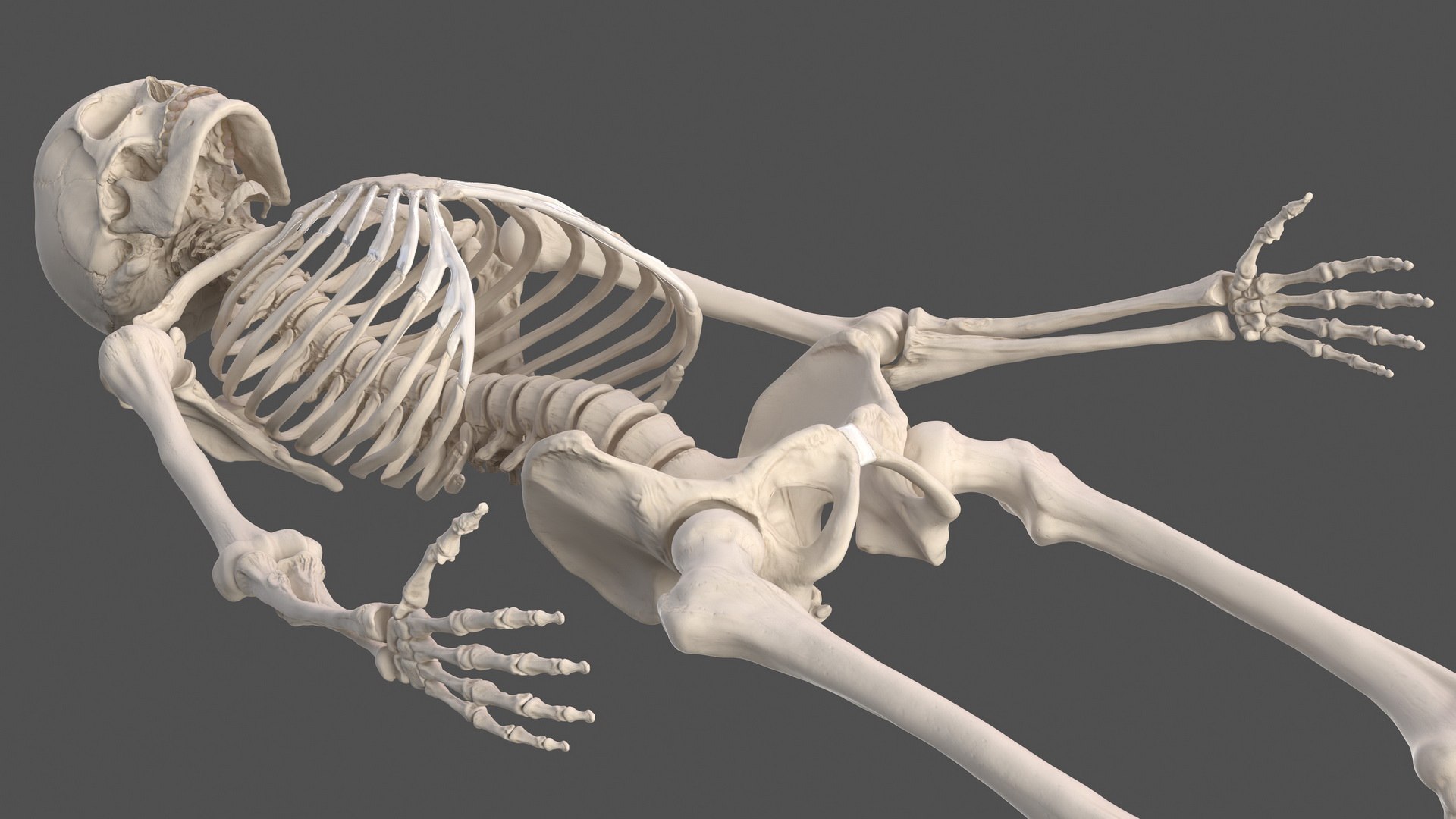 male body anatomy internal 3D model https://p.turbosquid.com/ts-thumb/JG/7OqRdx/Rp/malebodyanatomycollectionc4dmodel062/jpg/1611549005/1920x1080/fit_q87/e54c983f29bb4c095eaa7f4bd22a1ba533ec79e5/malebodyanatomycollectionc4dmodel062.jpg