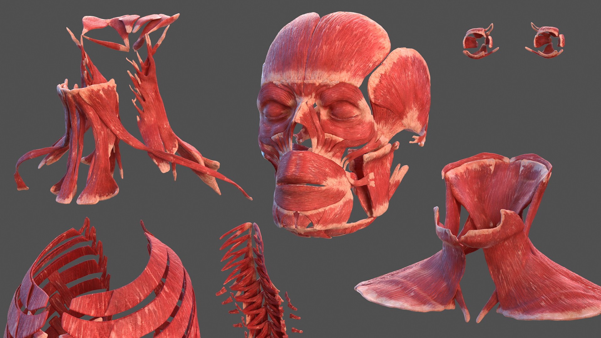 male body anatomy internal 3D model https://p.turbosquid.com/ts-thumb/JG/7OqRdx/T0/malebodyanatomycollectionc4dmodel097/jpg/1611549053/1920x1080/fit_q87/2ac14a9efcdc270b6cc31bcedb44aaa374464a7e/malebodyanatomycollectionc4dmodel097.jpg