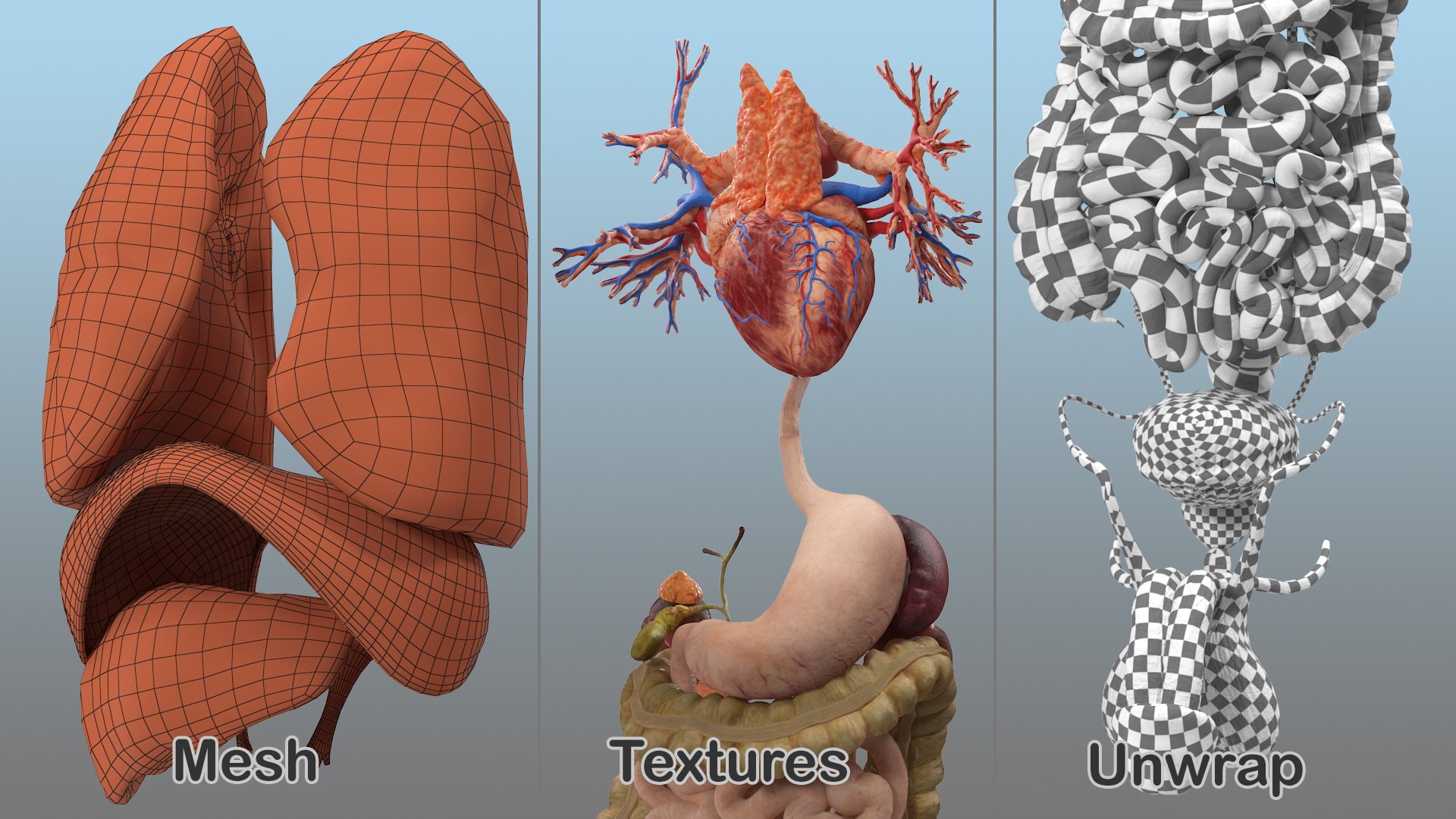 male body anatomy internal 3D model https://p.turbosquid.com/ts-thumb/JG/7OqRdx/TS/malebodyanatomycollectionc4dmodel013/jpg/1611548957/1920x1080/fit_q87/66e8e91a43cf4e6e85e2b65f90060f639ce222a4/malebodyanatomycollectionc4dmodel013.jpg