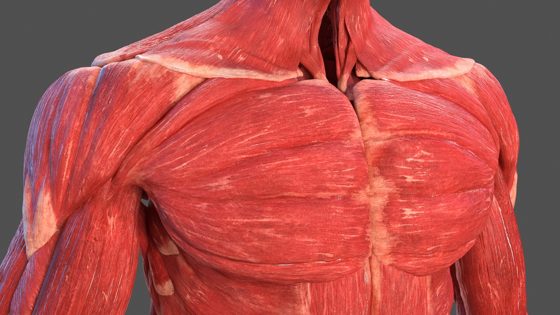 male body anatomy internal 3D model https://p.turbosquid.com/ts-thumb/JG/7OqRdx/Te/malebodyanatomycollectionc4dmodel110/jpg/1611549069/1920x1080/fit_q87/89b7cae6a0d99db093f5efcc114a12bbfffed752/malebodyanatomycollectionc4dmodel110.jpg