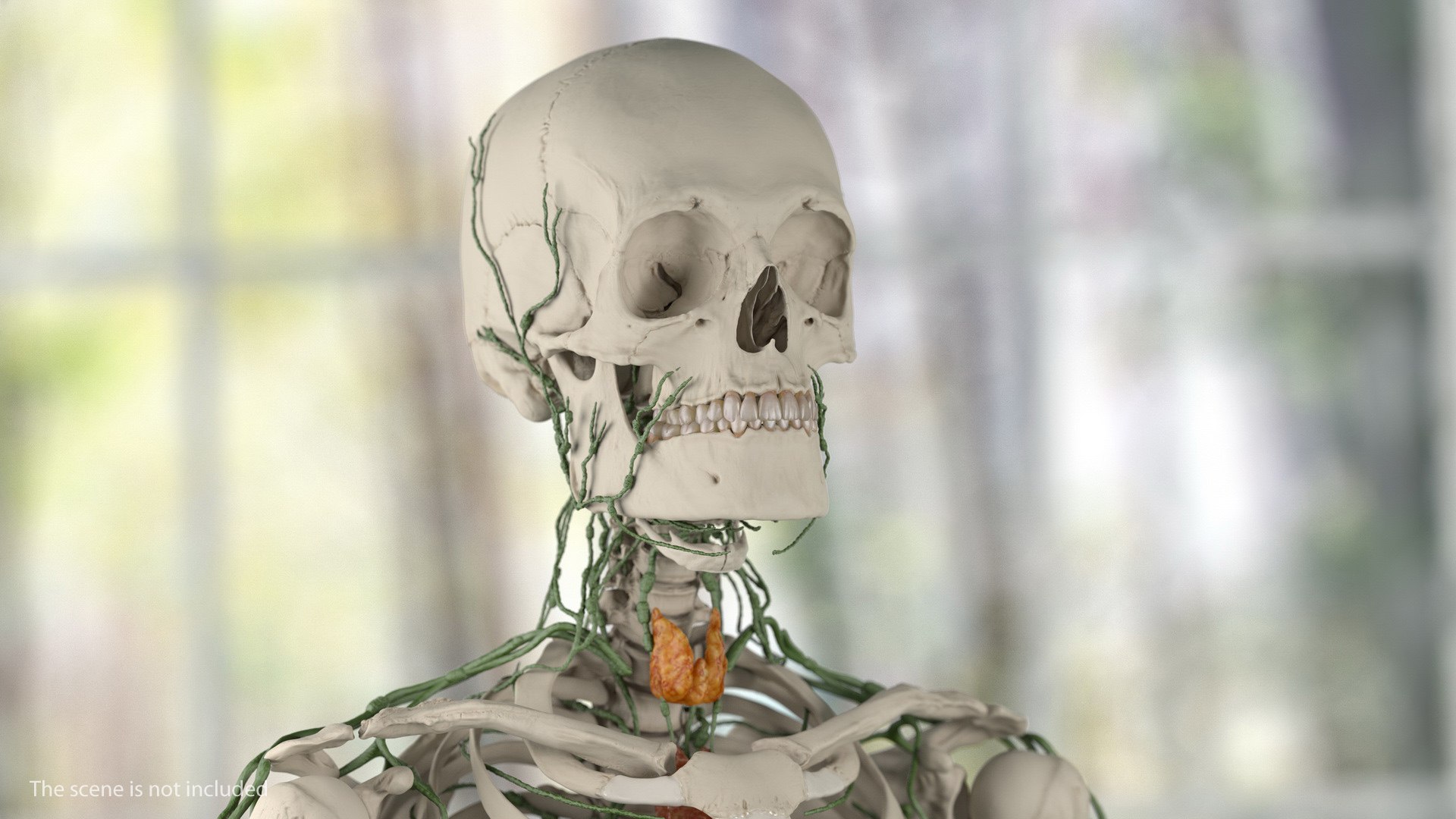 male body anatomy internal 3D model https://p.turbosquid.com/ts-thumb/JG/7OqRdx/W9/malebodyanatomycollectionc4dmodel041/jpg/1611548984/1920x1080/fit_q87/197dfb8559dae2ba7fdfdd59f74d472ff94f22ea/malebodyanatomycollectionc4dmodel041.jpg