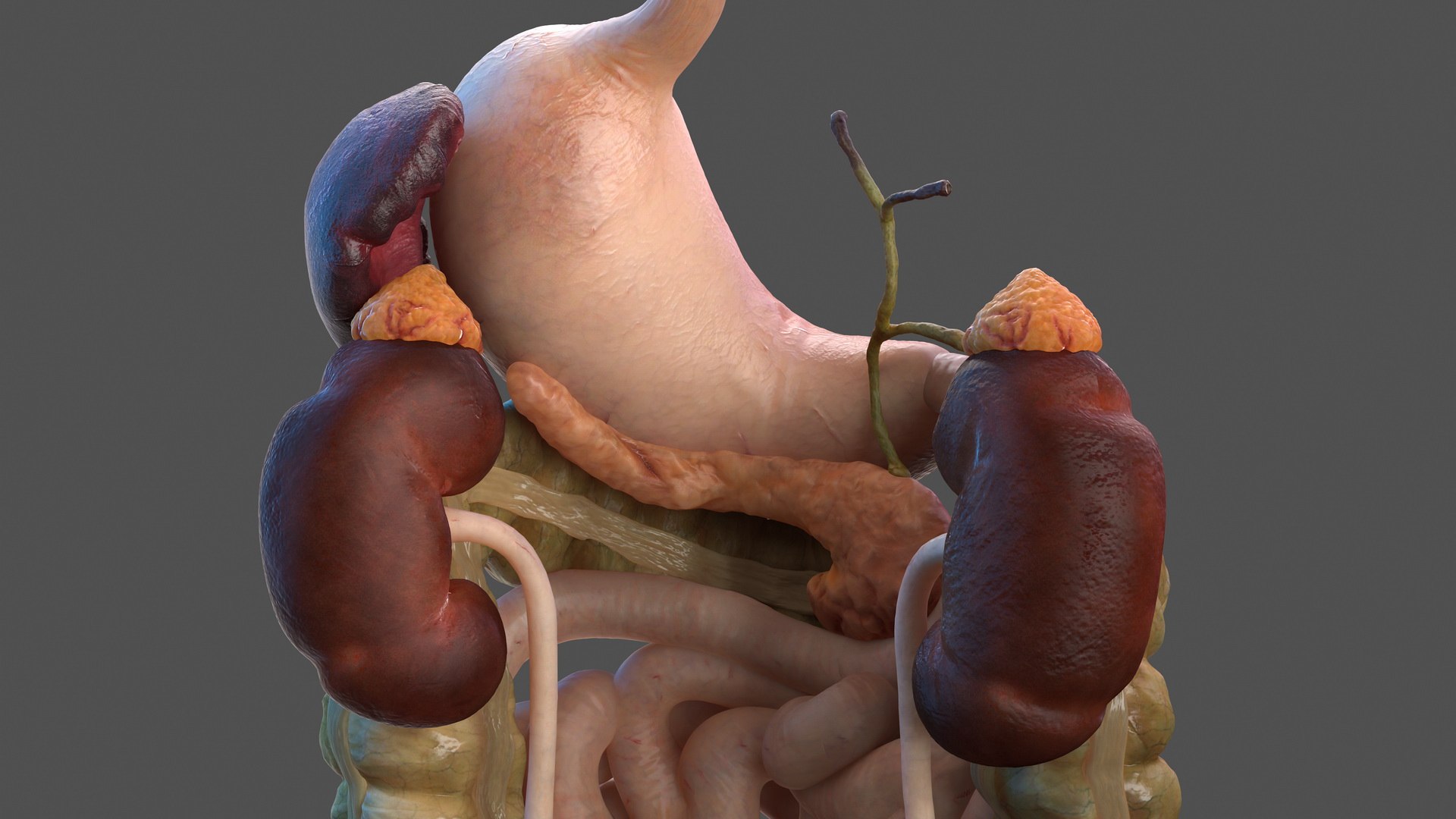 male body anatomy internal 3D model https://p.turbosquid.com/ts-thumb/JG/7OqRdx/Wr/malebodyanatomycollectionc4dmodel032/jpg/1611548975/1920x1080/fit_q87/ddf6ef655608b8fca0db55bb4cc9ee29b248624a/malebodyanatomycollectionc4dmodel032.jpg