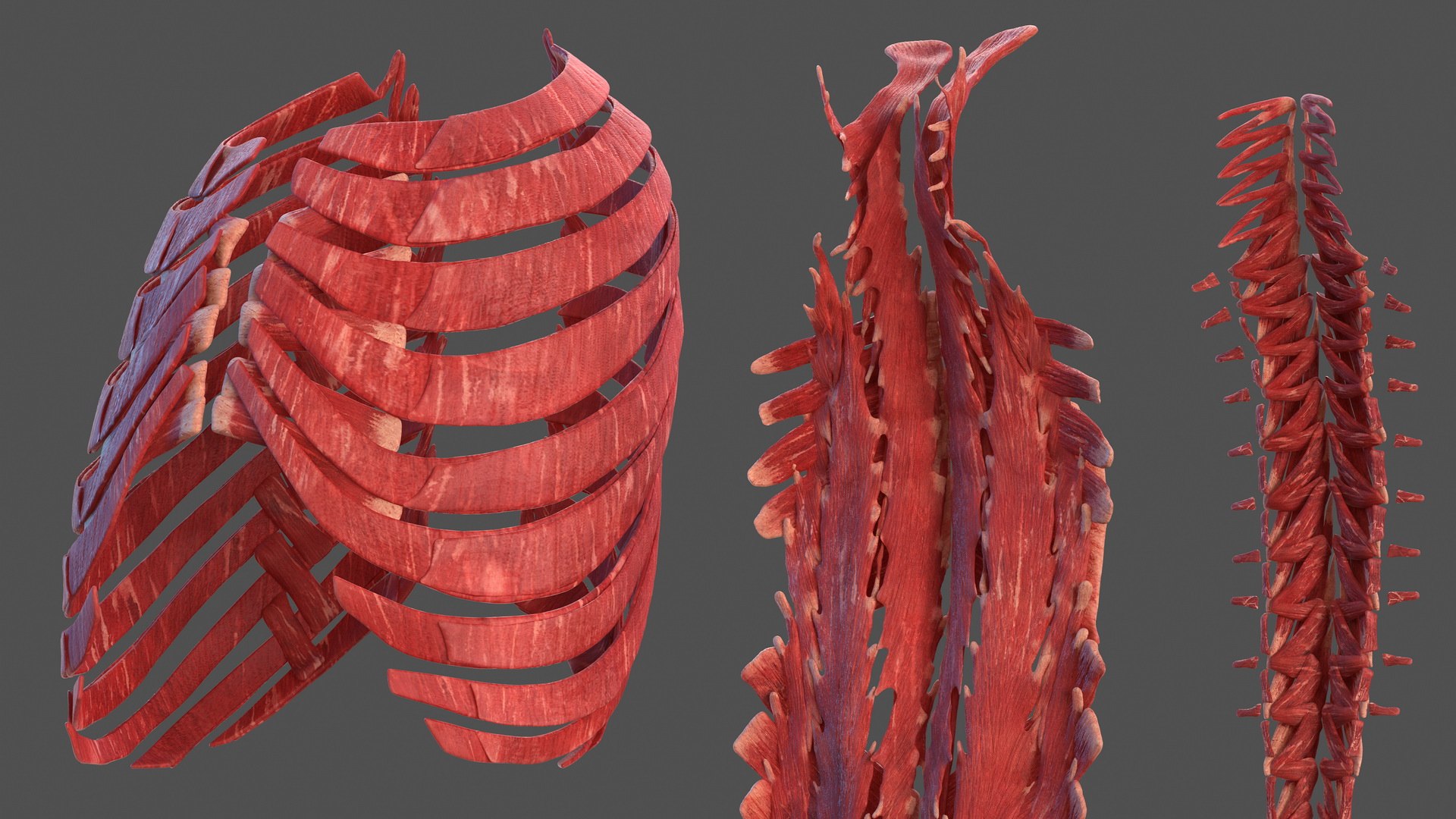 male body anatomy internal 3D model https://p.turbosquid.com/ts-thumb/JG/7OqRdx/Yi/malebodyanatomycollectionc4dmodel111/jpg/1611549068/1920x1080/fit_q87/540a37ba3784aee60efeeeb820e1968748018636/malebodyanatomycollectionc4dmodel111.jpg