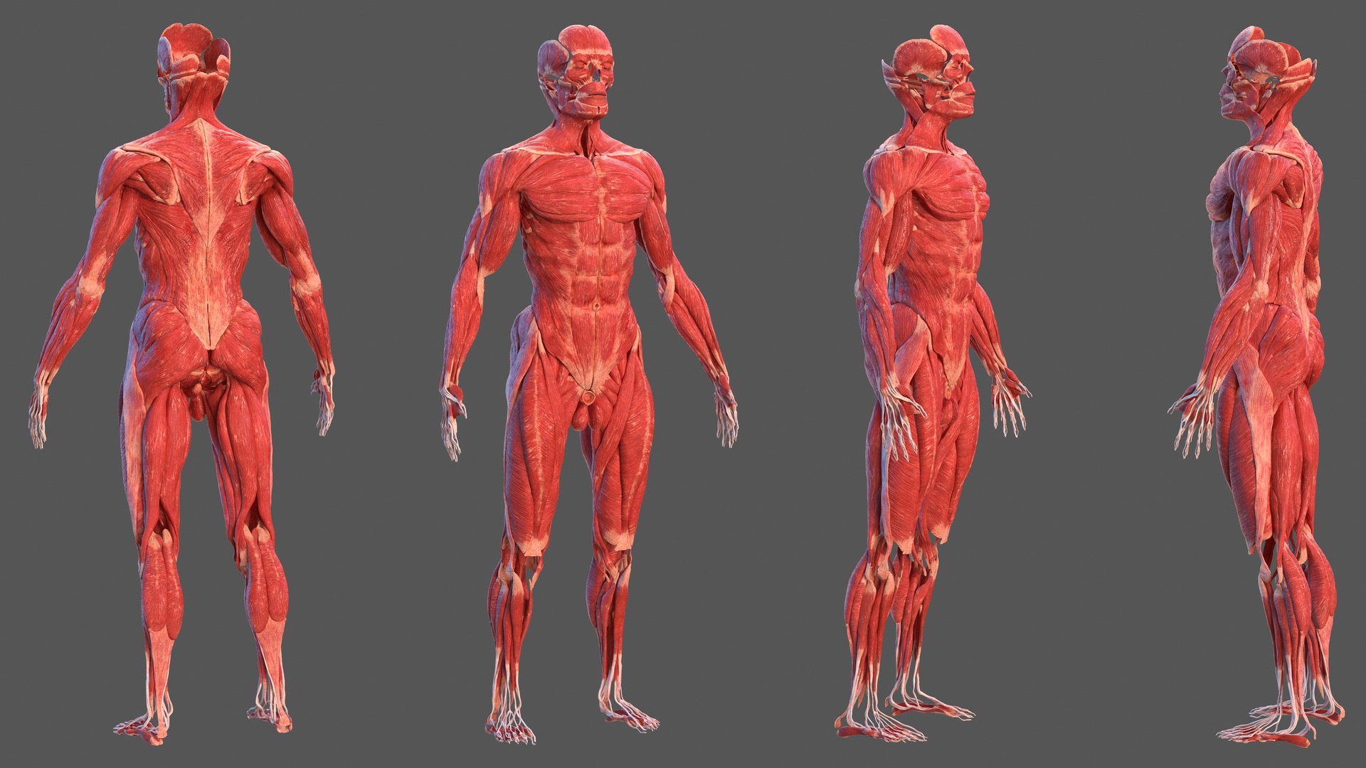 male body anatomy internal 3D model https://p.turbosquid.com/ts-thumb/JG/7OqRdx/a8/malebodyanatomycollectionc4dmodel096/jpg/1611549052/1920x1080/fit_q87/5f8d2eb79b8d7d534986e6fd2bd111343fe2c5f9/malebodyanatomycollectionc4dmodel096.jpg