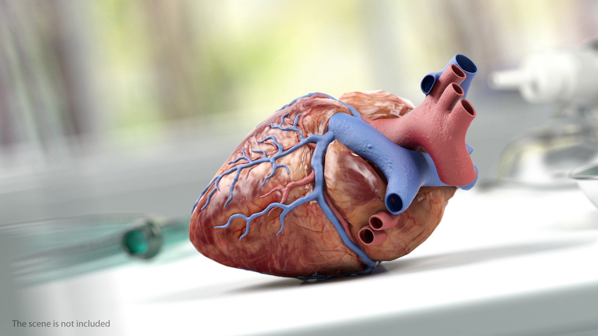 male body anatomy internal 3D model https://p.turbosquid.com/ts-thumb/JG/7OqRdx/cZ/malebodyanatomycollectionc4dmodel080/jpg/1611549037/1920x1080/fit_q87/4bdbc502847b4a6b647398c5809e274099712141/malebodyanatomycollectionc4dmodel080.jpg