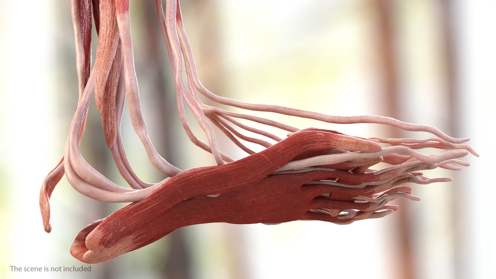 male body anatomy internal 3D model https://p.turbosquid.com/ts-thumb/JG/7OqRdx/eF/malebodyanatomycollectionc4dmodel115/jpg/1611549073/1920x1080/fit_q87/4905f07f26d0a55f598ff4667b8caea594c32c6f/malebodyanatomycollectionc4dmodel115.jpg