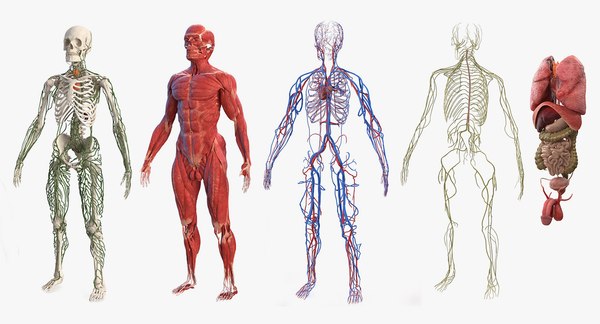 Male body anatomy internal 3D model - TurboSquid 1682658