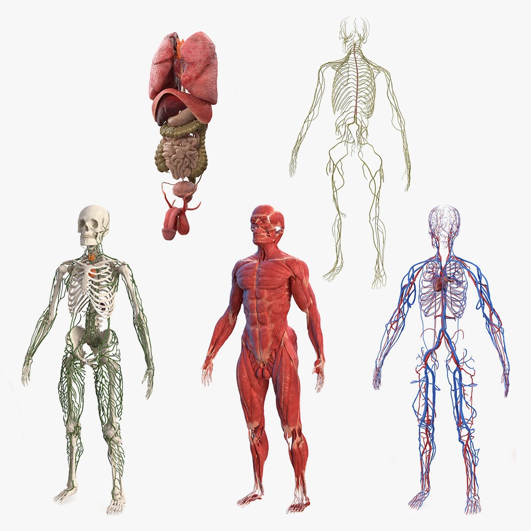 Male Body Anatomy Collection 3D model preview