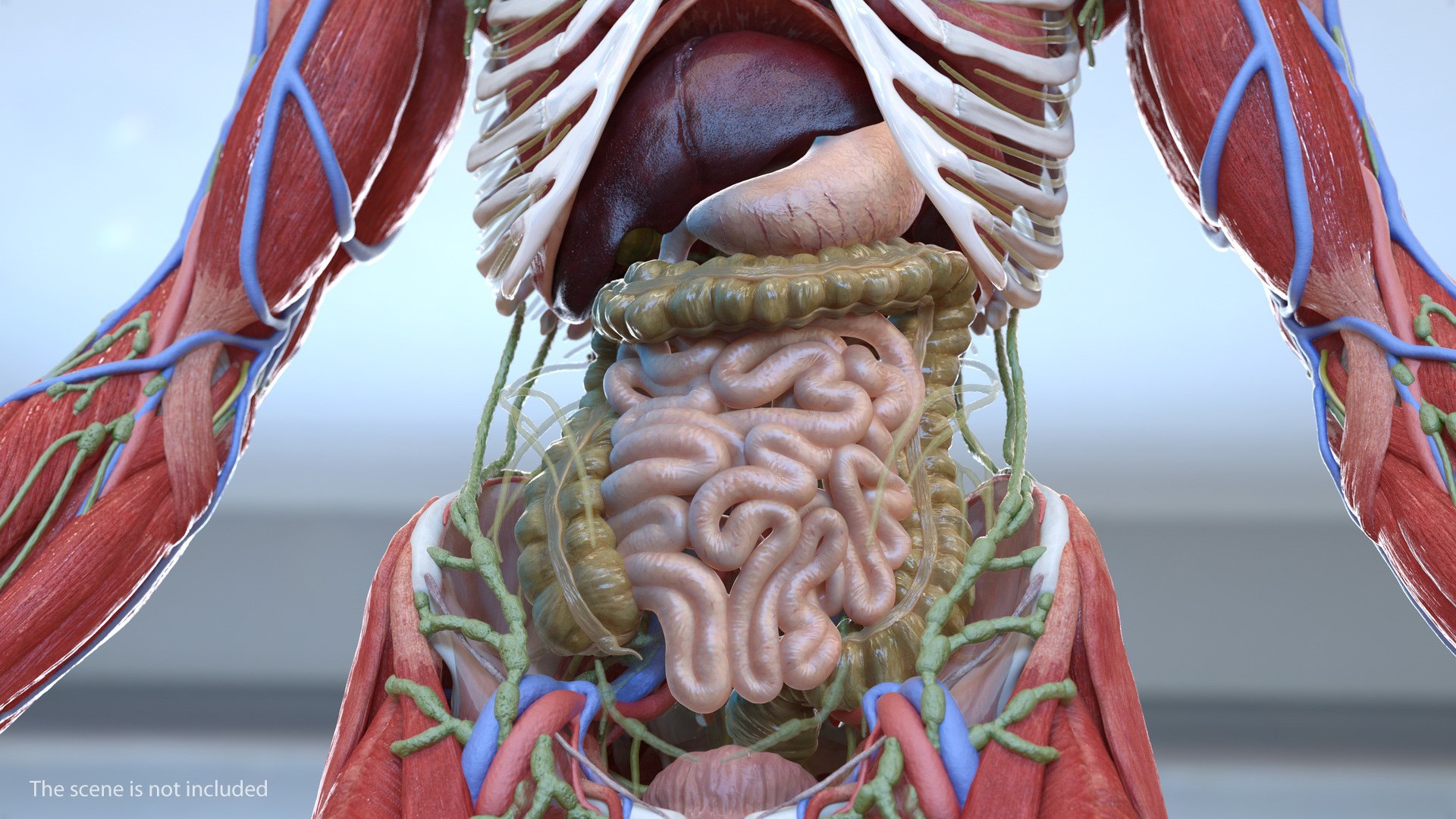male body anatomy internal 3D model https://p.turbosquid.com/ts-thumb/JG/7OqRdx/hX/malebodyanatomycollectionc4dmodel006/jpg/1611548949/1920x1080/fit_q87/44ab680216cef926133a6139ddfc4e9913c57e60/malebodyanatomycollectionc4dmodel006.jpg