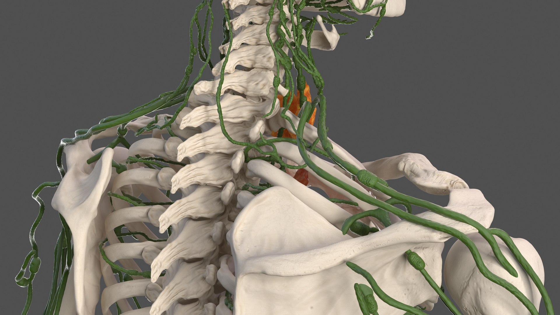 male body anatomy internal 3D model https://p.turbosquid.com/ts-thumb/JG/7OqRdx/hr/malebodyanatomycollectionc4dmodel055/jpg/1611548998/1920x1080/fit_q87/8a9950415f1204091df2790da550283266d65446/malebodyanatomycollectionc4dmodel055.jpg
