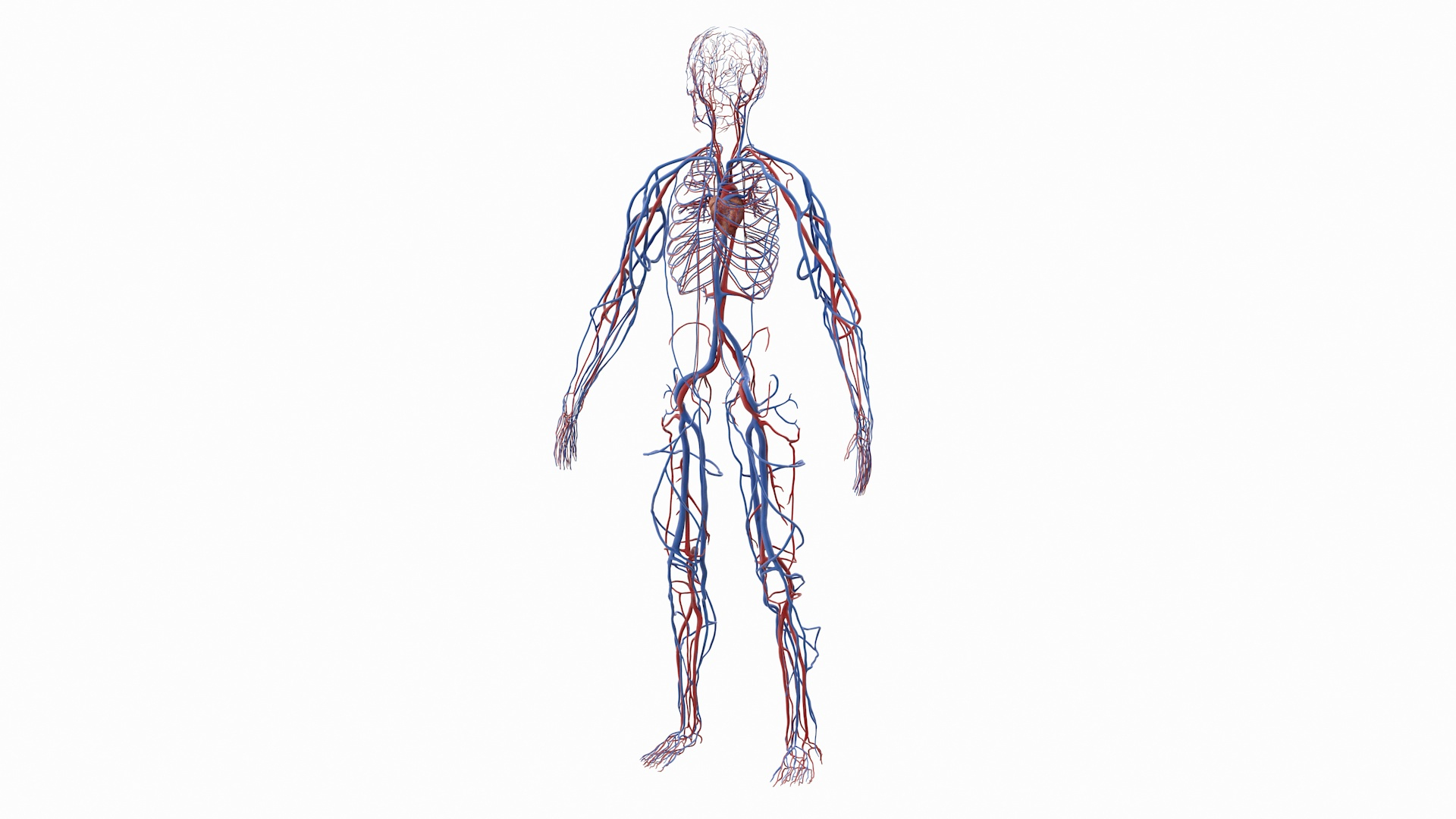 male body anatomy internal 3D model https://p.turbosquid.com/ts-thumb/JG/7OqRdx/iI/human_cardiovascular_system_full_body_360/jpg/1611471748/1920x1080/turn_fit_q99/1d3b5a17a9e27f352a3960fcca93f3926b849288/human_cardiovascular_system_full_body_360-1.jpg