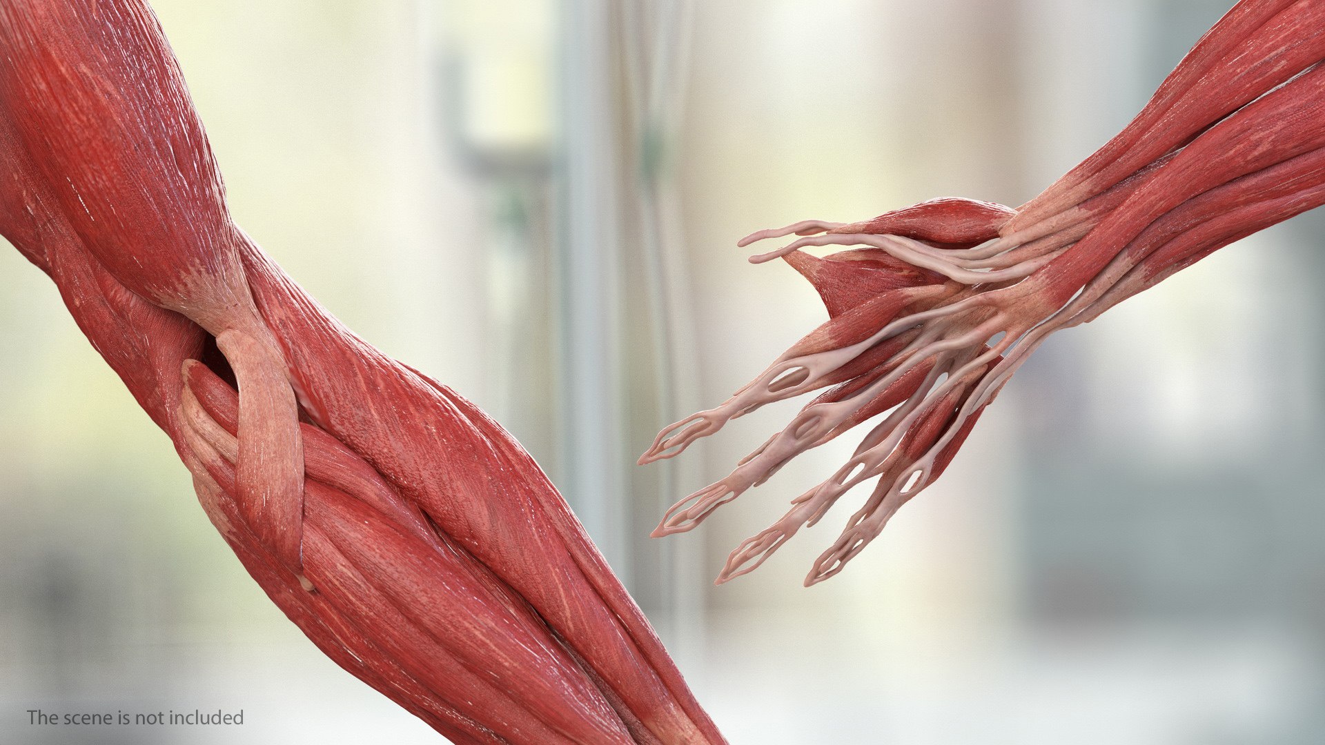 male body anatomy internal 3D model https://p.turbosquid.com/ts-thumb/JG/7OqRdx/m5/malebodyanatomycollectionc4dmodel114/jpg/1611549071/1920x1080/fit_q87/a6c10eaf7eed7f84ec06abe8770c21b7de1c140a/malebodyanatomycollectionc4dmodel114.jpg