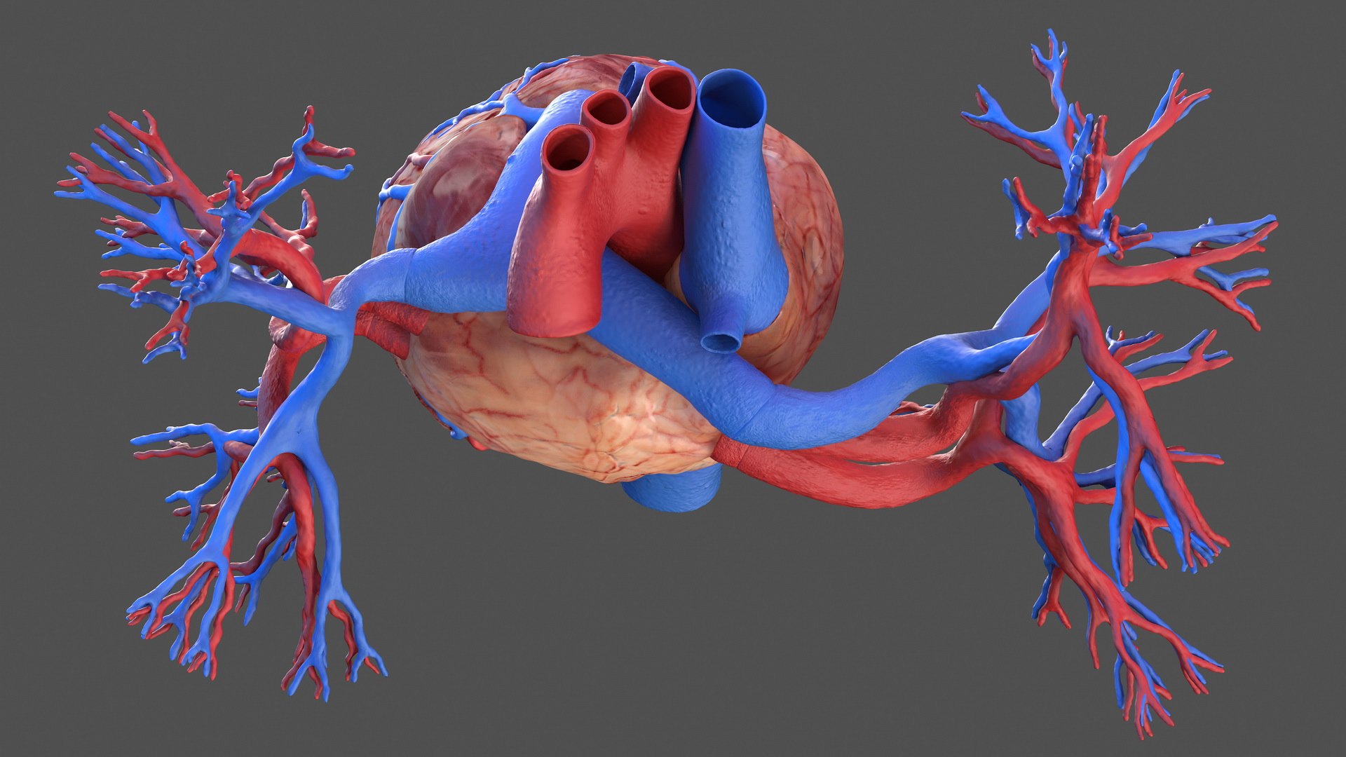 male body anatomy internal 3D model https://p.turbosquid.com/ts-thumb/JG/7OqRdx/nC/malebodyanatomycollectionc4dmodel091/jpg/1611549048/1920x1080/fit_q87/5e8f98cc5a36a0cb4cd6fa0ef88fc7edaf20ee50/malebodyanatomycollectionc4dmodel091.jpg
