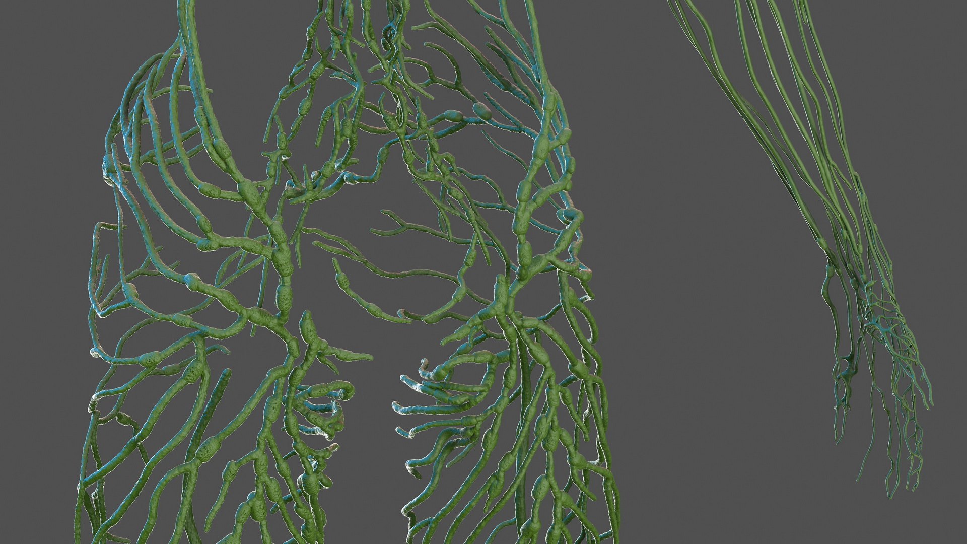 male body anatomy internal 3D model https://p.turbosquid.com/ts-thumb/JG/7OqRdx/nz/malebodyanatomycollectionc4dmodel040/jpg/1611548983/1920x1080/fit_q87/e60614b9c844a2ed67eb852a2375826f385dcbb7/malebodyanatomycollectionc4dmodel040.jpg