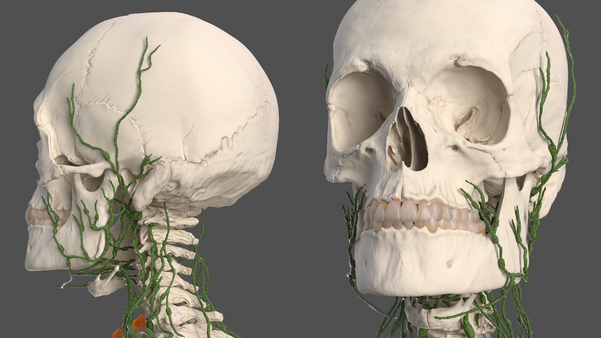 male body anatomy internal 3D model https://p.turbosquid.com/ts-thumb/JG/7OqRdx/sa/malebodyanatomycollectionc4dmodel050/jpg/1611548994/1920x1080/fit_q87/9dc72209e9c27a98d5e0fb3246a7c512014ea28d/malebodyanatomycollectionc4dmodel050.jpg