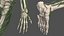 Kolekcja męskiej anatomii ciała