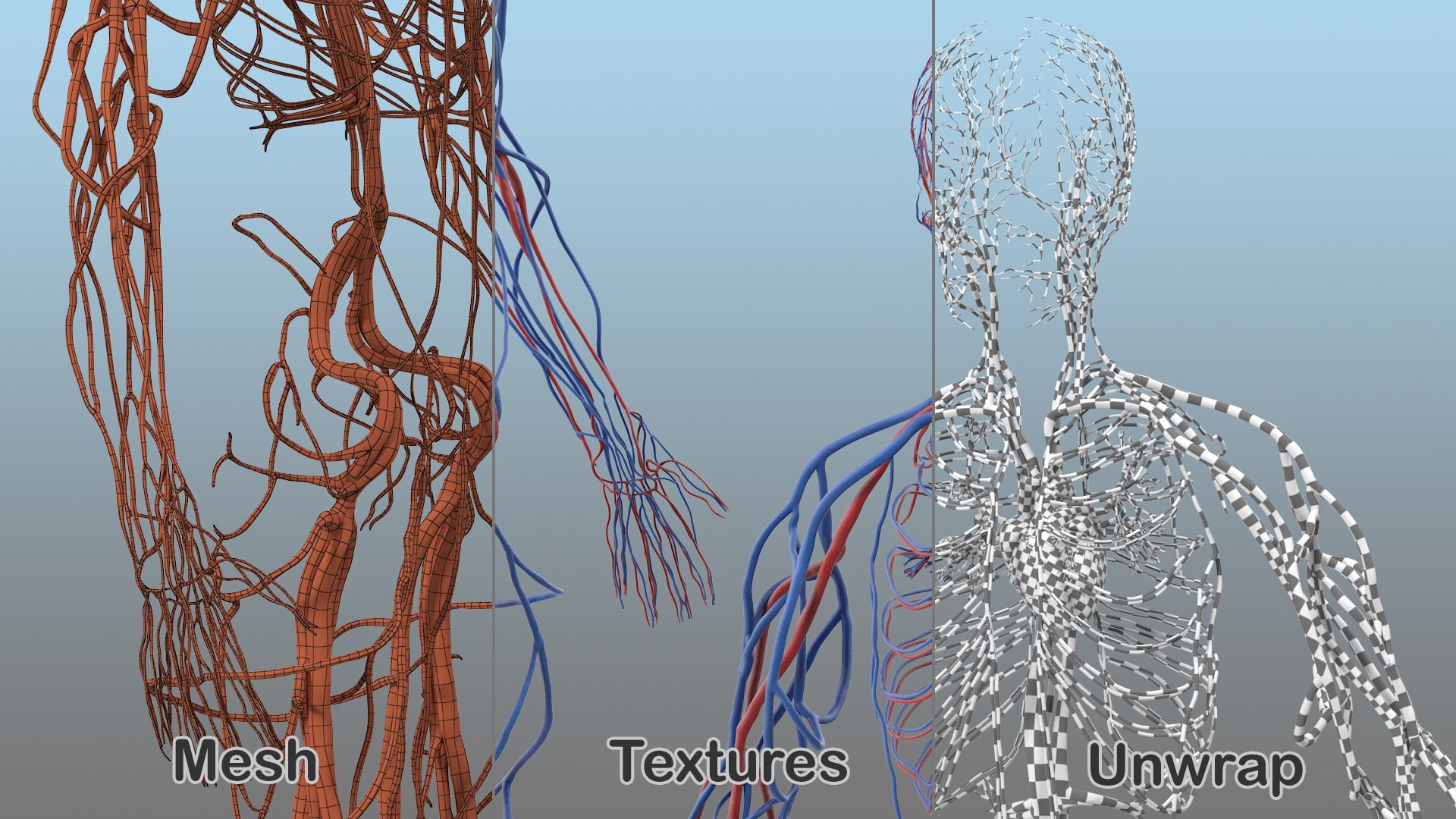 male body anatomy internal 3D model https://p.turbosquid.com/ts-thumb/JG/7OqRdx/sc/malebodyanatomycollectionc4dmodel082/jpg/1611549038/1920x1080/fit_q87/e02c2e5bdd82c2ddc5325c56d9d8befab46d22f4/malebodyanatomycollectionc4dmodel082.jpg