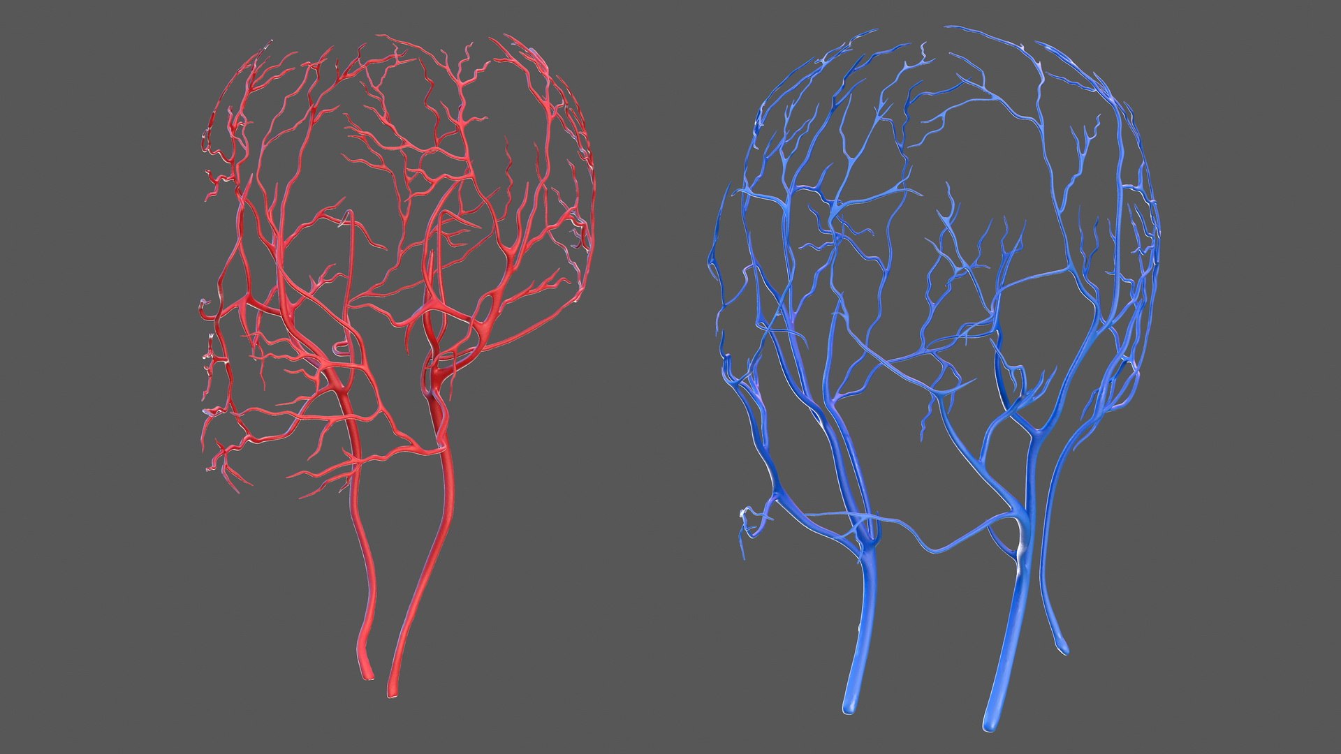 male body anatomy internal 3D model https://p.turbosquid.com/ts-thumb/JG/7OqRdx/sr/malebodyanatomycollectionc4dmodel087/jpg/1611549044/1920x1080/fit_q87/13517656c7568bf55be826f7d1cb9455564e3dfa/malebodyanatomycollectionc4dmodel087.jpg
