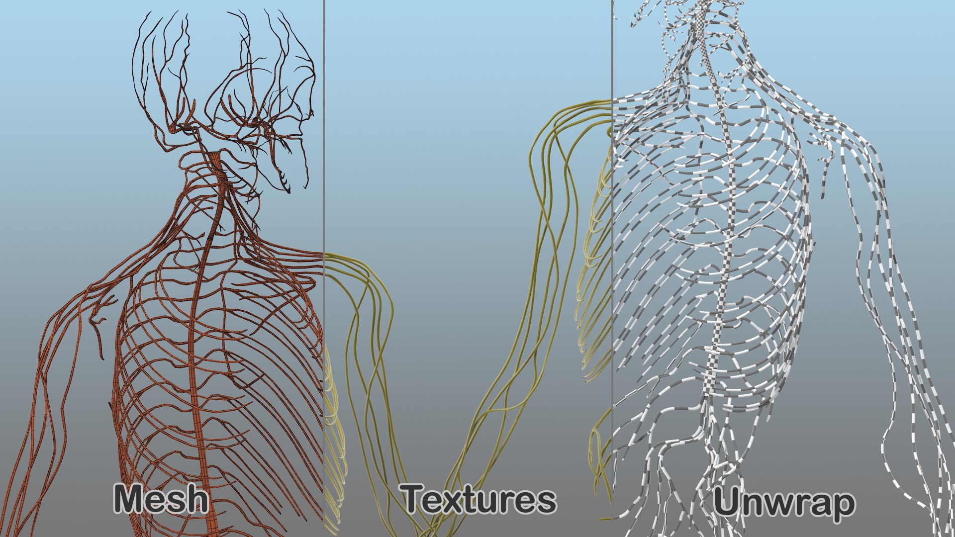 male body anatomy internal 3D model https://p.turbosquid.com/ts-thumb/JG/7OqRdx/tB/malebodyanatomycollectionc4dmodel121/jpg/1611549078/1920x1080/fit_q87/a32517d9c0a60b0a38f2a5b3078e66c90eed85ba/malebodyanatomycollectionc4dmodel121.jpg