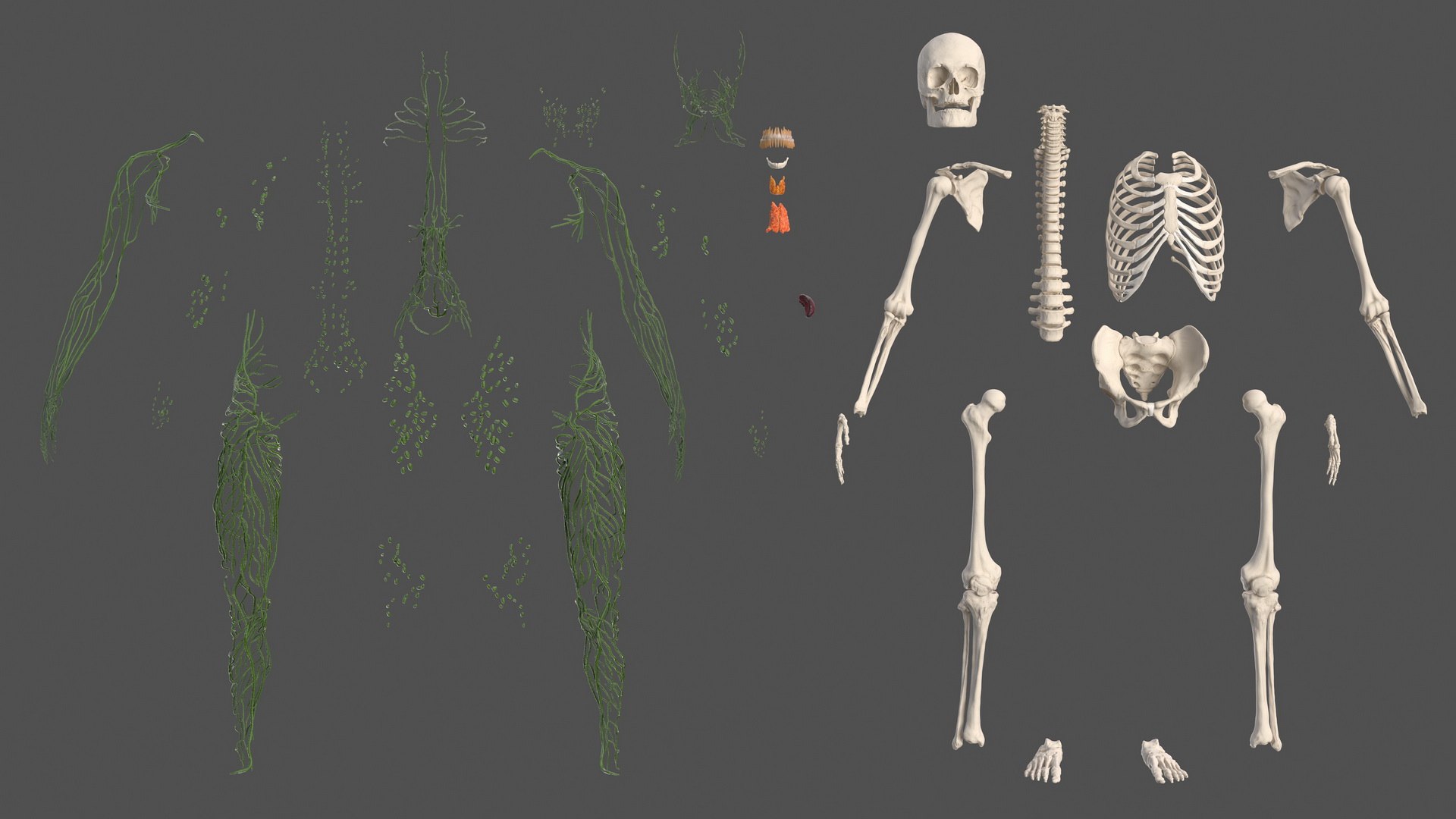 male body anatomy internal 3D model https://p.turbosquid.com/ts-thumb/JG/7OqRdx/wV/malebodyanatomycollectionc4dmodel038/jpg/1611548982/1920x1080/fit_q87/efcefa85ea56cb4e8ca3202623b71ebb24639d90/malebodyanatomycollectionc4dmodel038.jpg