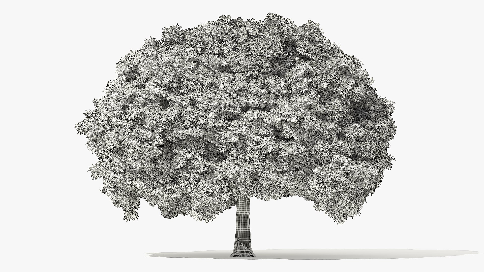 Norway Maple Tree Model - TurboSquid 1478805