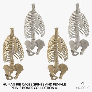 Human Rib Cages Spines and Female Pelvis Bones Collection 01 - 4 models 3D