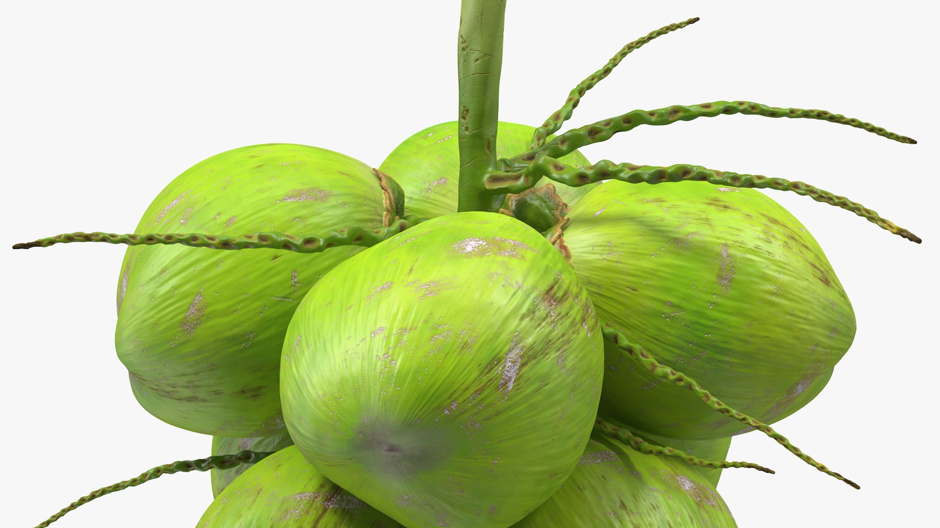 3D coconuts fruits palm https://p.turbosquid.com/ts-thumb/JG/QPXZRm/BwYDiBtx/coconutscollectionc4dmodel010/jpg/1595358461/1920x1080/fit_q87/7eab464a4f78e6e743567edbba7344f37e64f147/coconutscollectionc4dmodel010.jpg