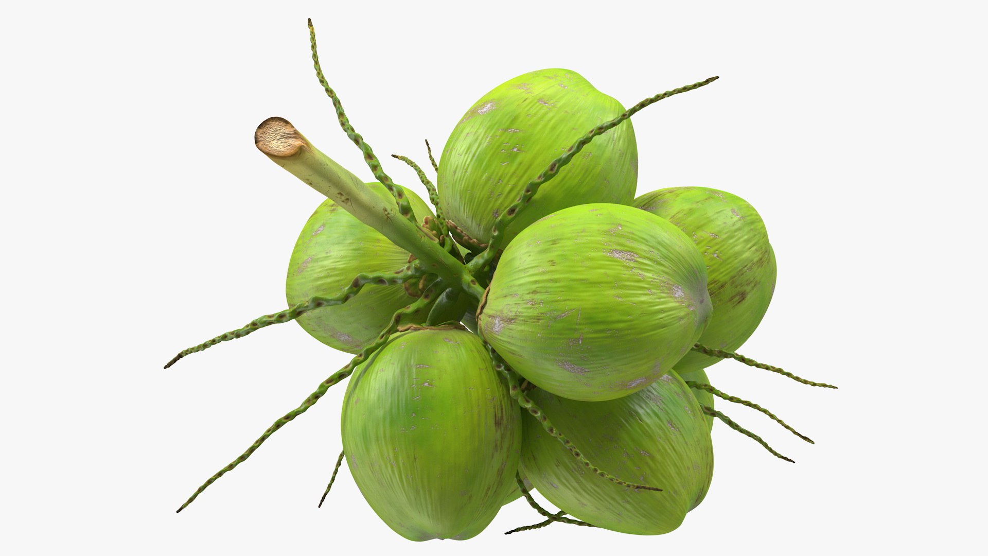 3D coconuts fruits palm https://p.turbosquid.com/ts-thumb/JG/QPXZRm/ZHf9MaEV/coconutscollectionc4dmodel008/jpg/1595358457/1920x1080/fit_q87/8763078d1ab6e6e4190b2e9a654060e4ddc1baa5/coconutscollectionc4dmodel008.jpg