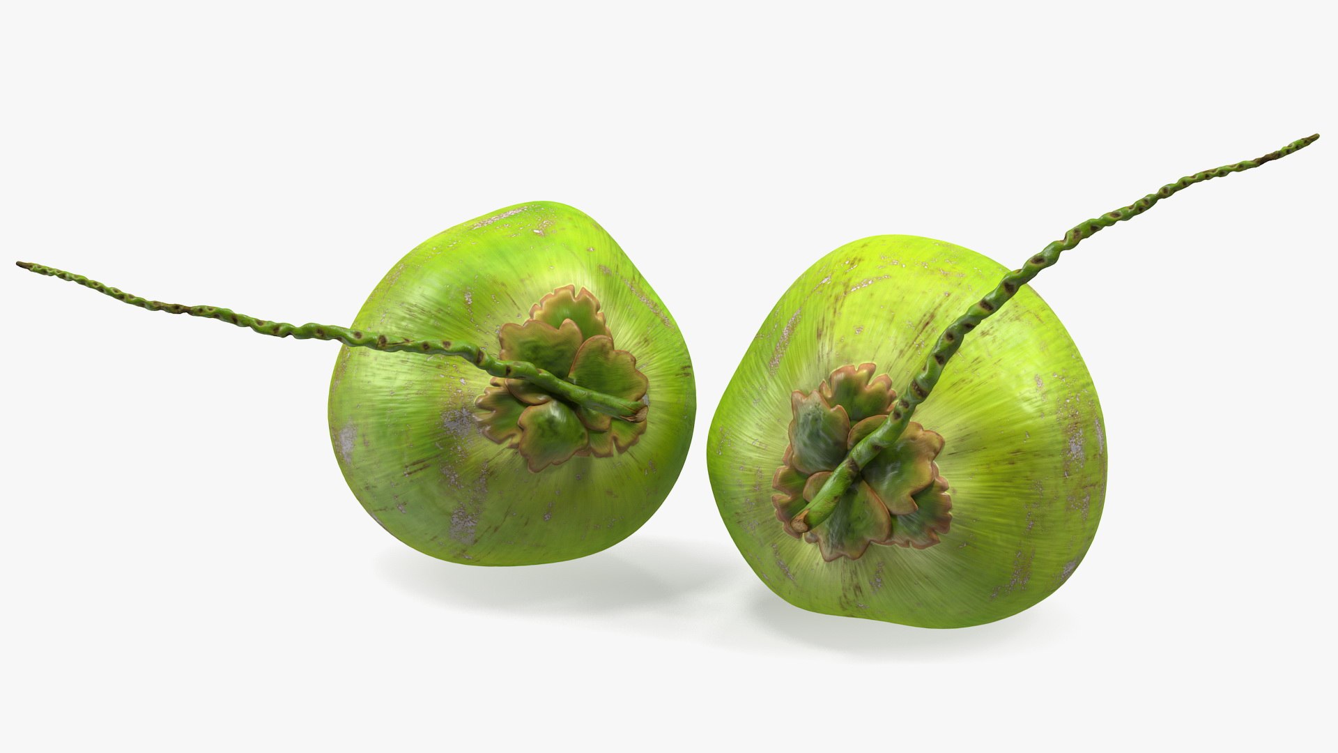 3D coconuts fruits palm https://p.turbosquid.com/ts-thumb/JG/QPXZRm/eVLAur8d/coconutscollectionc4dmodel019/jpg/1595358481/1920x1080/fit_q87/2d016a1d4ff3640abd656b75765d72537be66871/coconutscollectionc4dmodel019.jpg