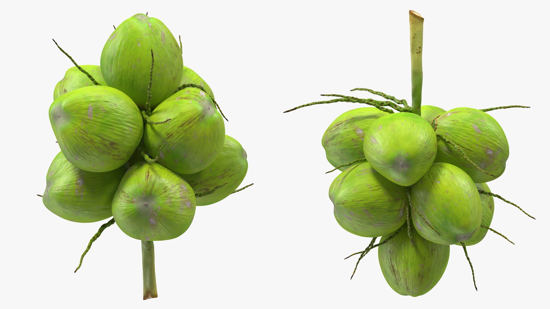 3D coconuts fruits palm https://p.turbosquid.com/ts-thumb/JG/QPXZRm/oQV1bUK4/coconutscollectionc4dmodel009/jpg/1595358459/1920x1080/fit_q87/f33c88b713c0183a8d0b4f35d20ba37cb917a88f/coconutscollectionc4dmodel009.jpg