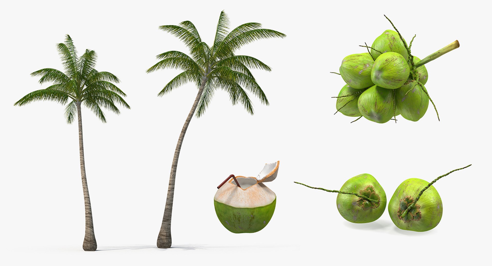 3D coconuts fruits palm https://p.turbosquid.com/ts-thumb/JG/QPXZRm/rNrGjSDs/coconutscollectionc4dmodel001/jpg/1595358441/1920x1080/fit_q87/d4ea9d4a90cd0fd85937719e2454ce2171d8f860/coconutscollectionc4dmodel001.jpg