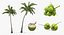 Coconuts Collection